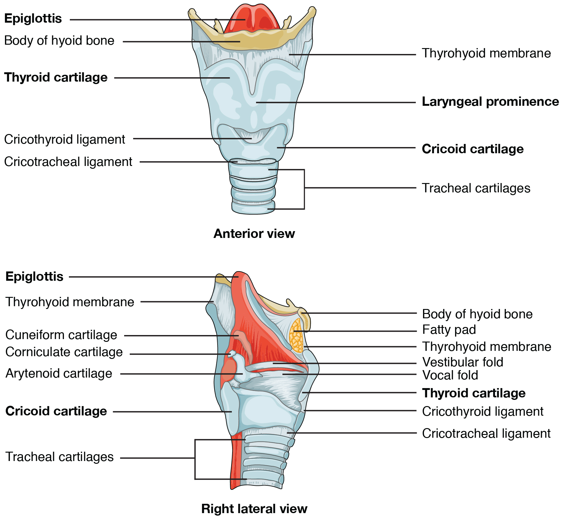 Epiglottis Model Labeled