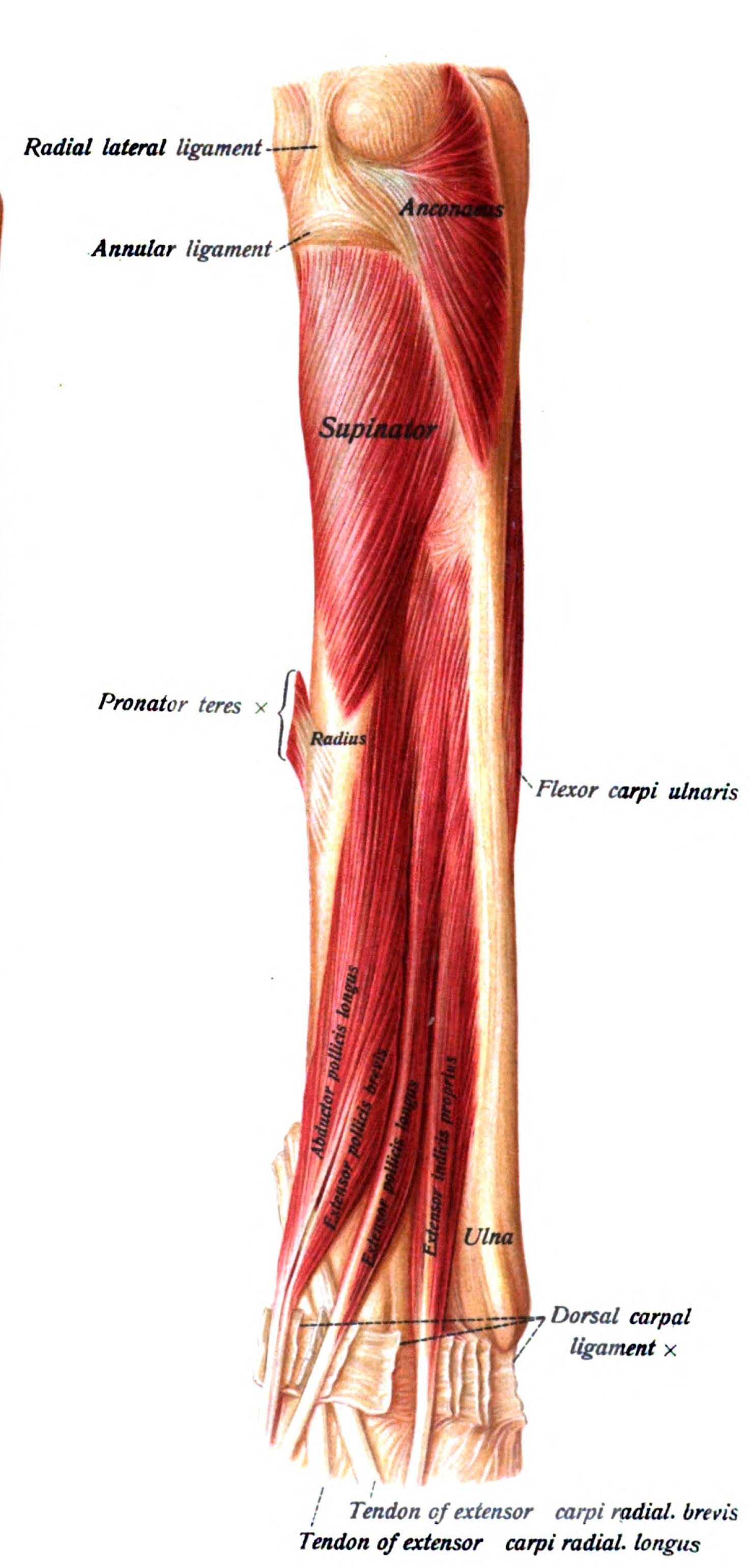 Extensor tendon of the forearm