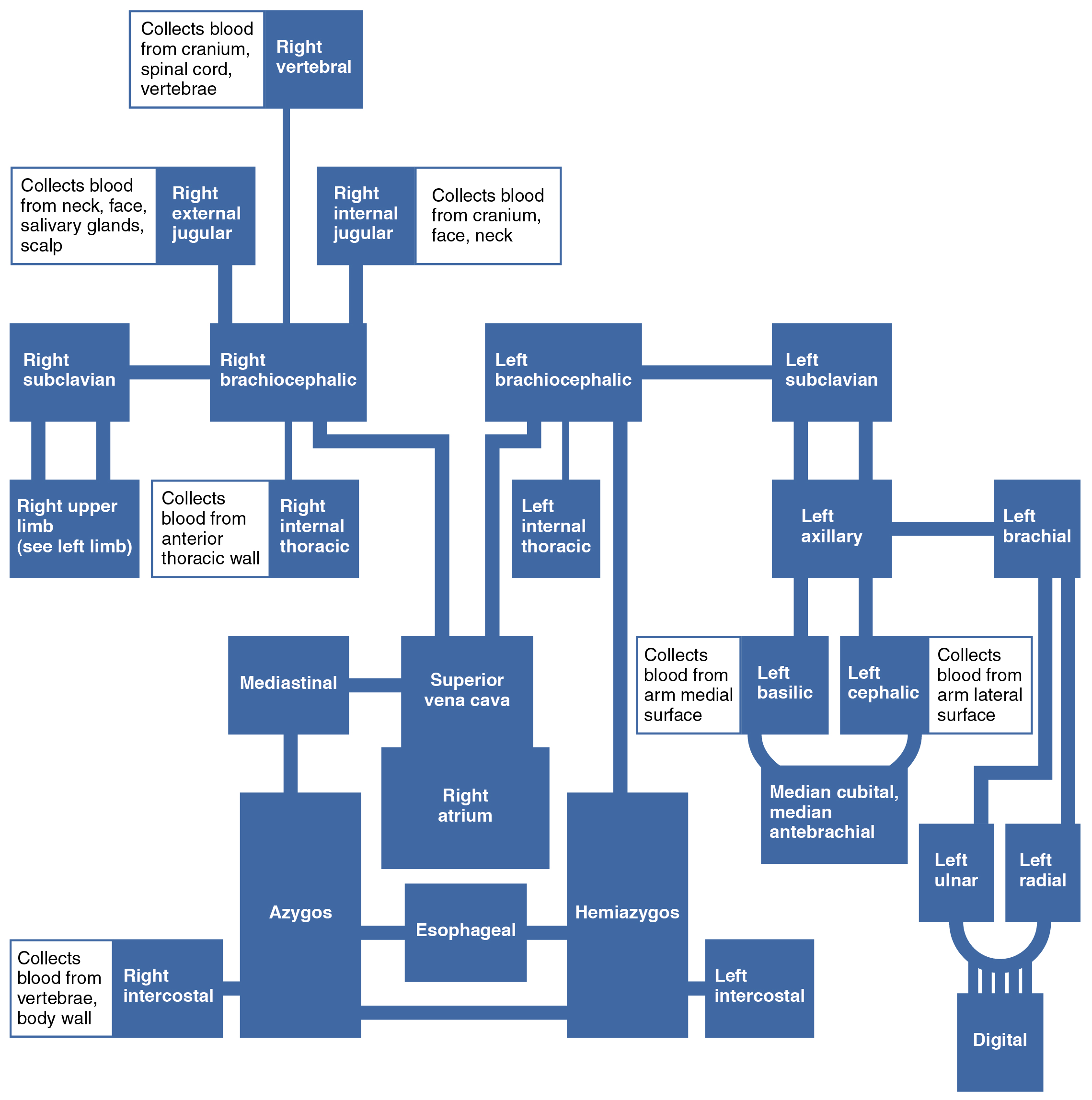 Blood rights. Tributaries of Superior Vena Cava. Flow Chart of Veins of body. Quad Vena II схема.