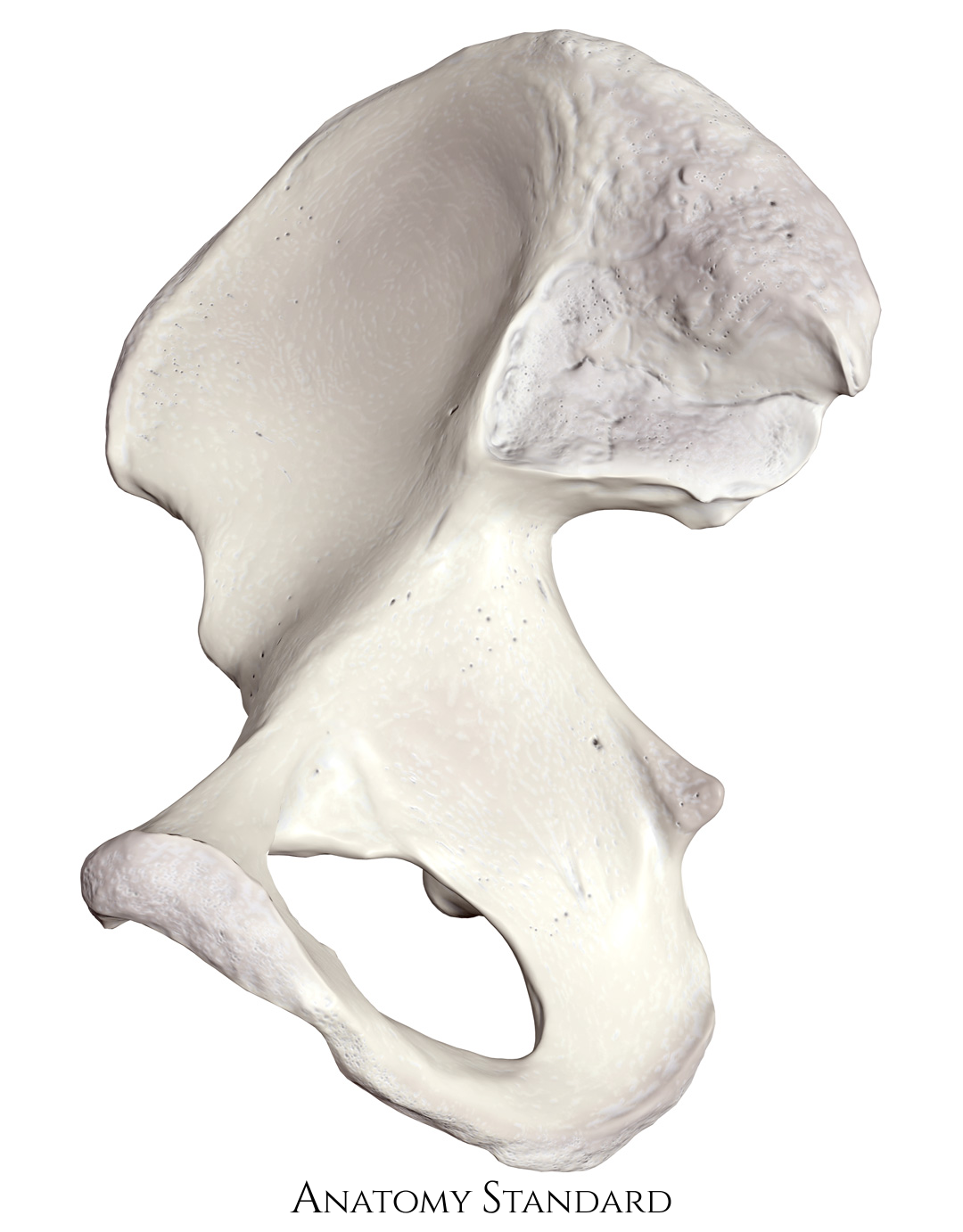 Anatomy Standard Drawing Hip Bone Os Coxae Medial View No Labels