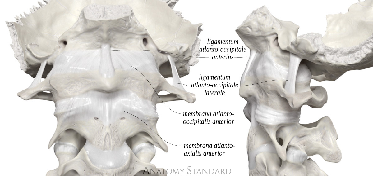 Anatomy Standard Drawing Anterior Atlanto Occipital And Anterior Atlanto Axial Membranes Latin 6012