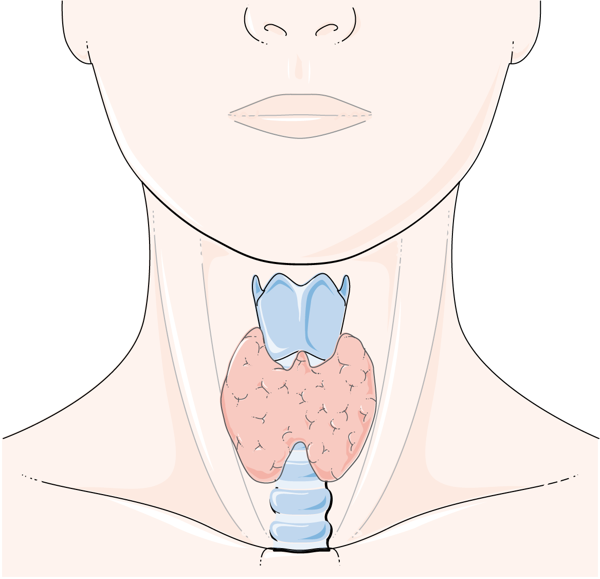 Щитовидной железы спб. Щитовидка рисунок. Щитовидная железа рисунок. Пальпация щитовидной железы.