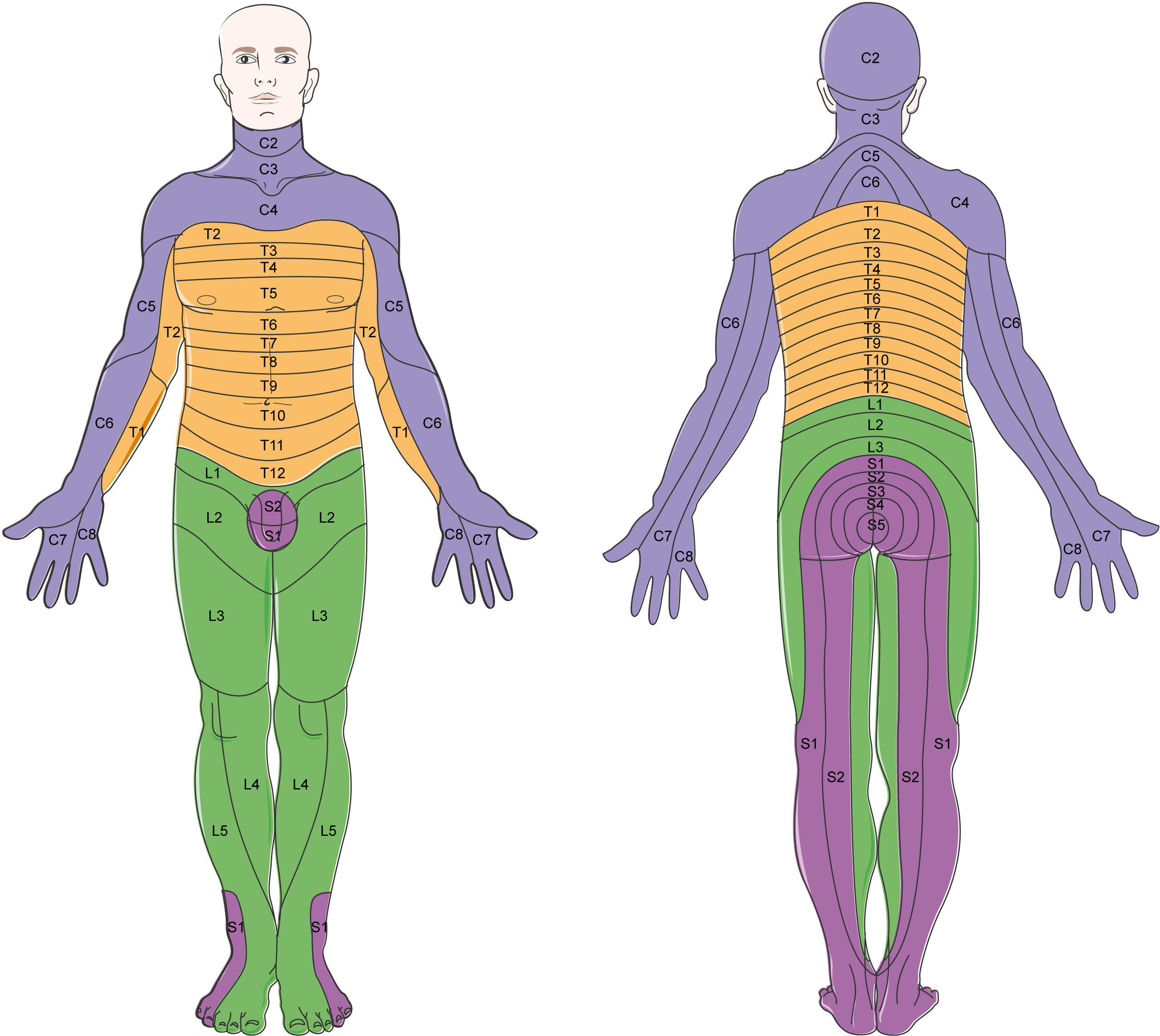 Servier - Drawing Dermatomes - labels | AnatomyTOOL