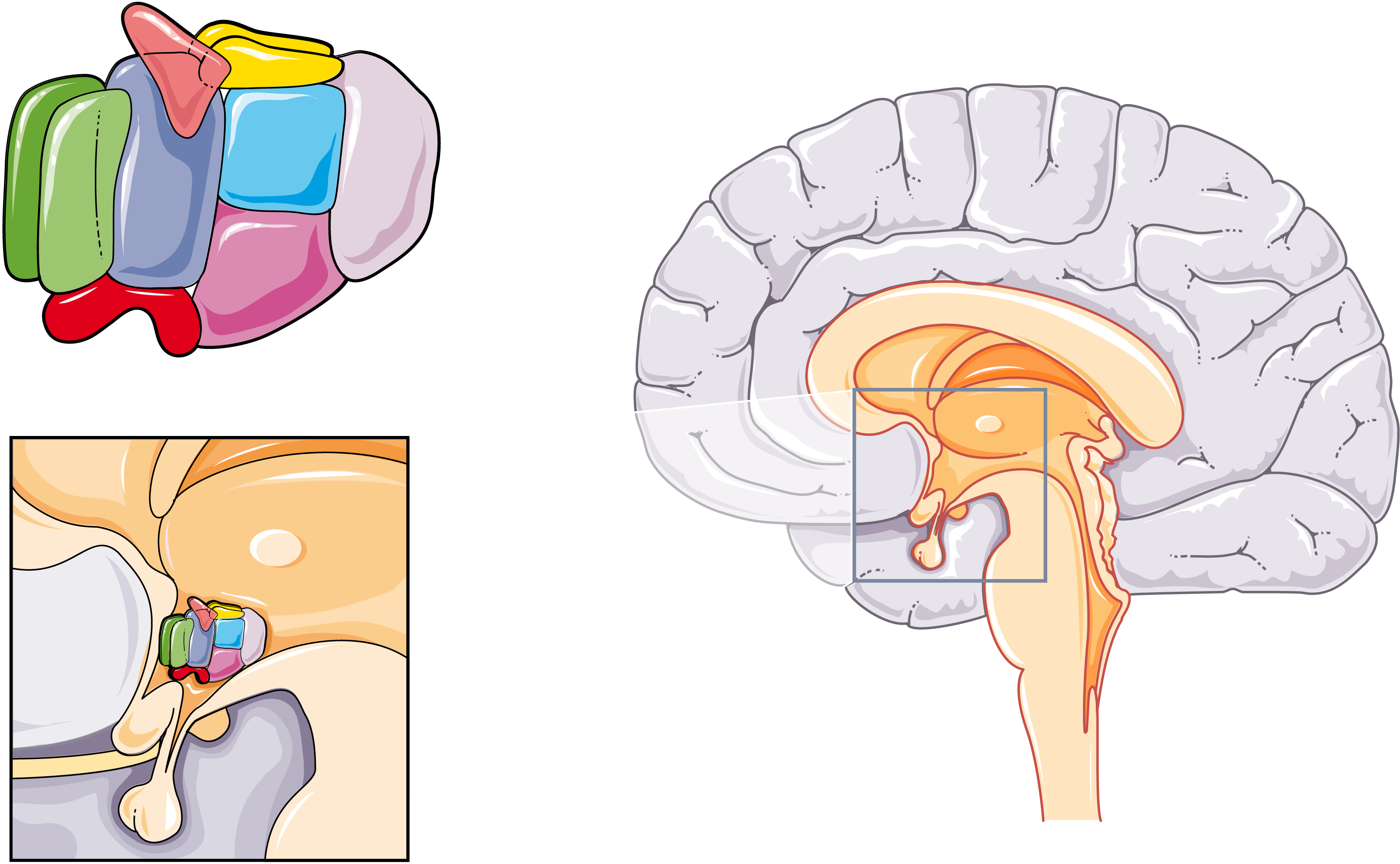 Servier Drawing Suprachiasmatic Nucleus Of Hypothalamus No Labels Anatomytool 8951