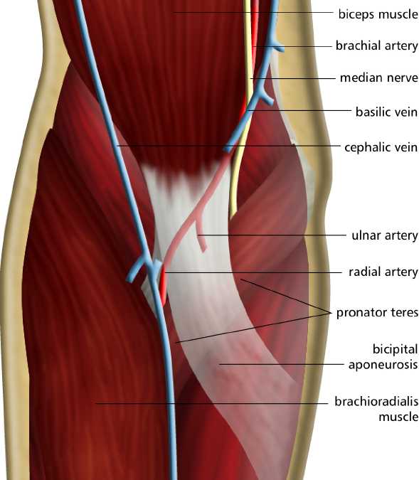 Rcsi Drawing Cubital Fossa English Labels Anatomytool