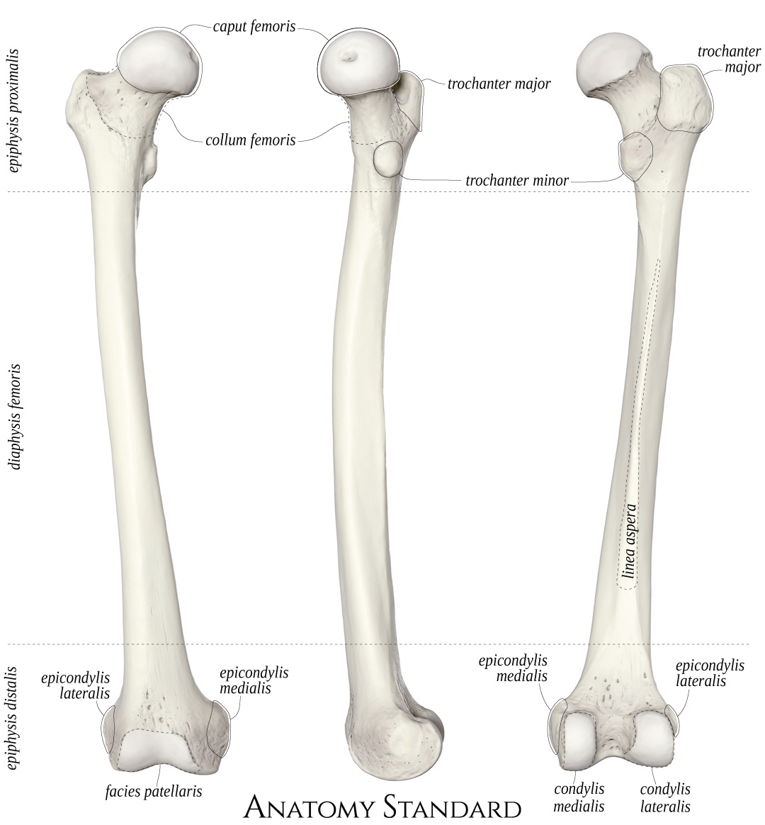 Anatomy Standard Drawing Femur Anterior Medial And Posterior View