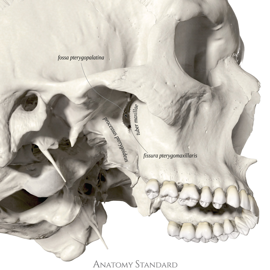 Anatomy Standard Drawing Lateral Entry Of The Pterygopalatine Fossa Latin Labels Anatomytool 1259