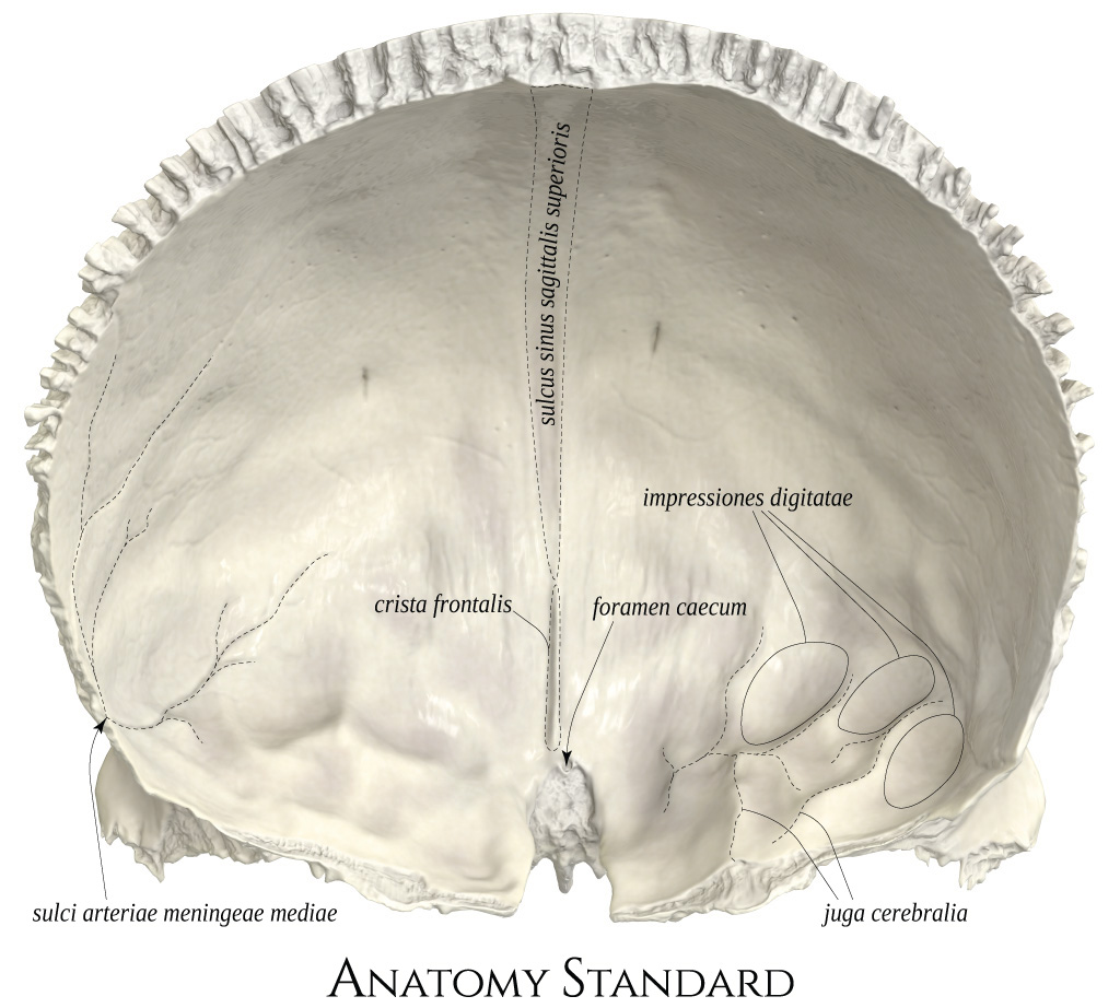Anatomy Standard Drawing Frontal Bone Dorsalinterior View Latin Labels Anatomytool 7430