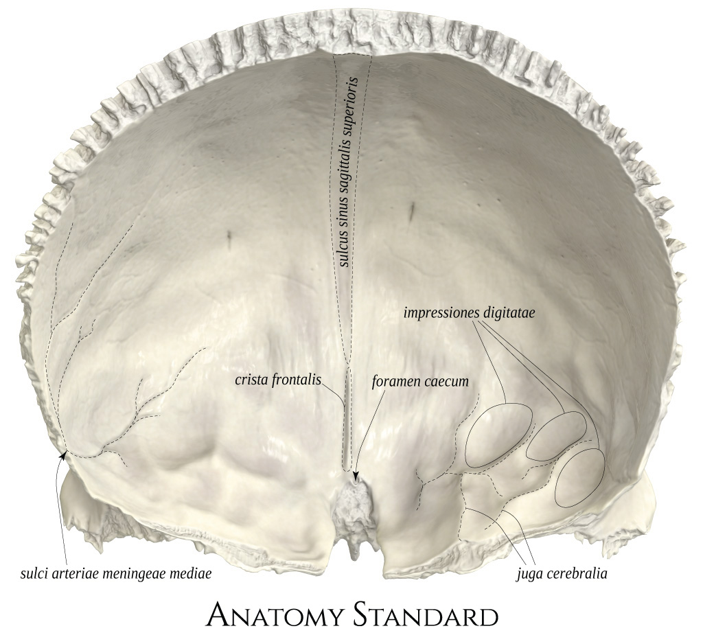 Лобная кость фото. Impressiones Digitatae лобная кость. Форамен Фронталис. Frontal Bone Kenhub. Os frontale анатомия.