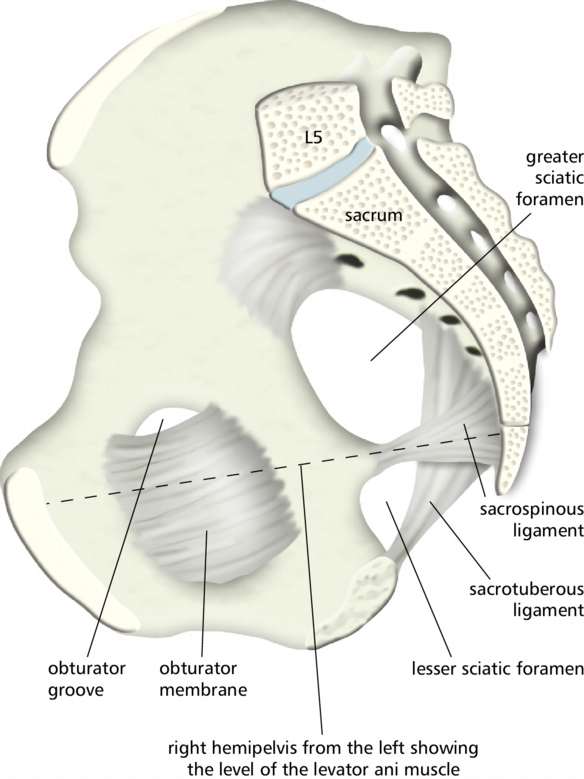 Rcsi Drawing Hemipelvis And Pelvic Ligaments English Labels Anatomytool 0093