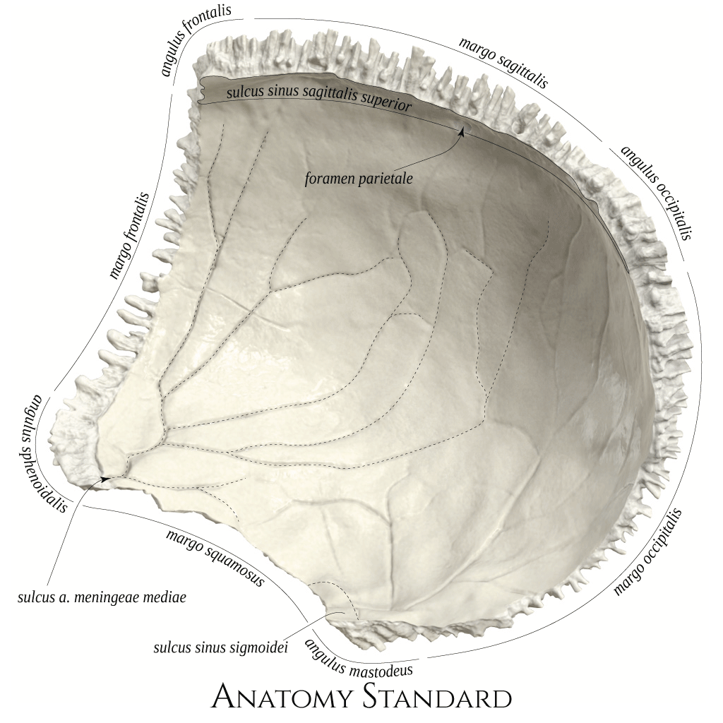 Anatomy Standard Drawing Parietal Bone Internal View Latin Labels Anatomytool 1474