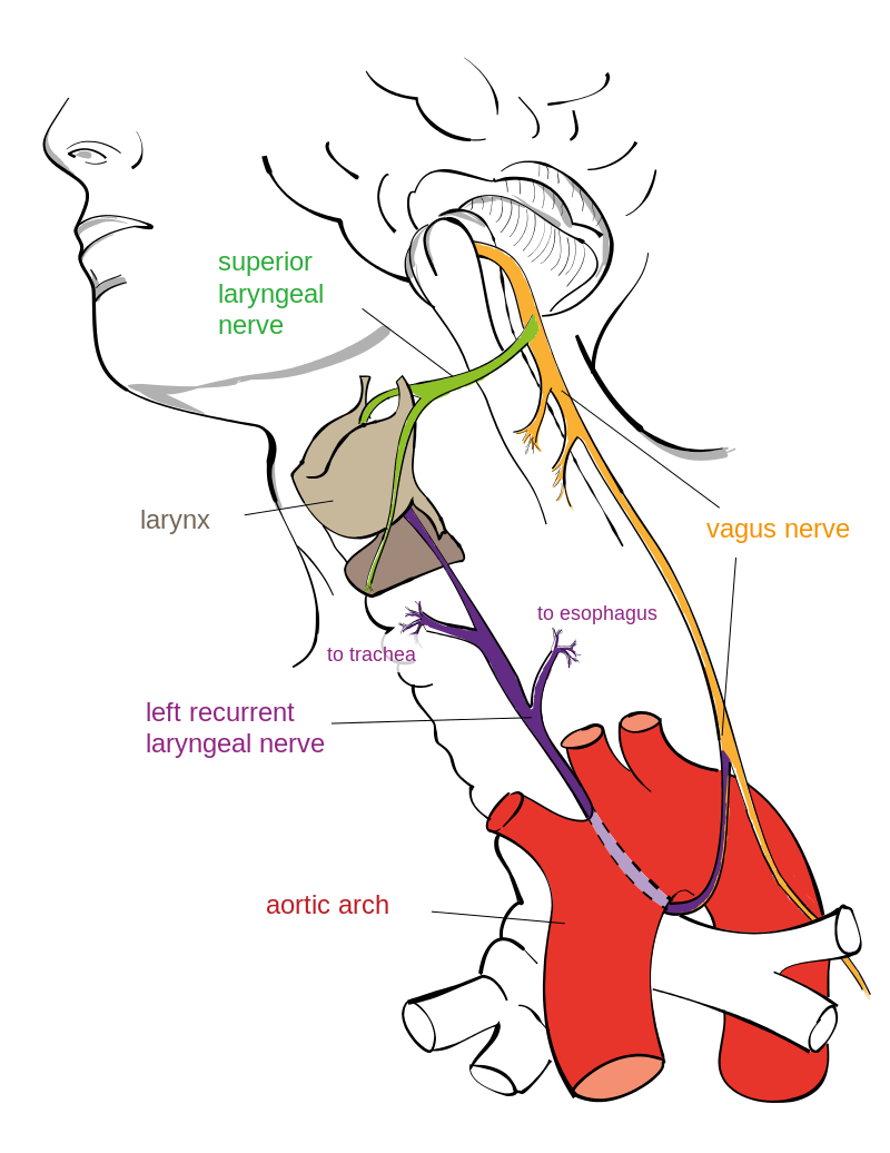 Jkwchui Drawing Left Recurrent Laryngeal Nerve English Labels Anatomytool 7723