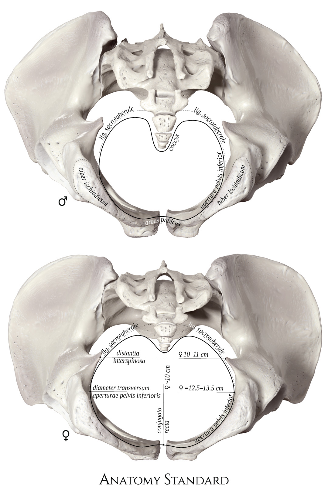 Anatomy Standard Drawing Bony Pelvis Differences Between Male And Female Inferior View 3273