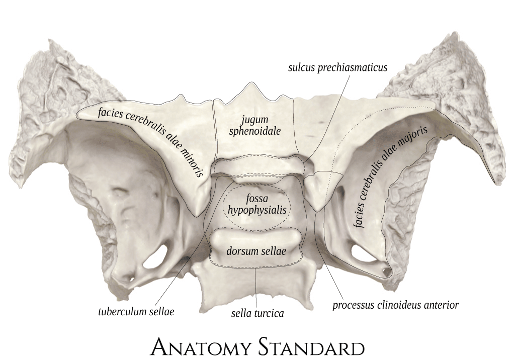 Anatomy Standard Drawing Sphenoid Bone Superior View Latin Labels Anatomytool 4813