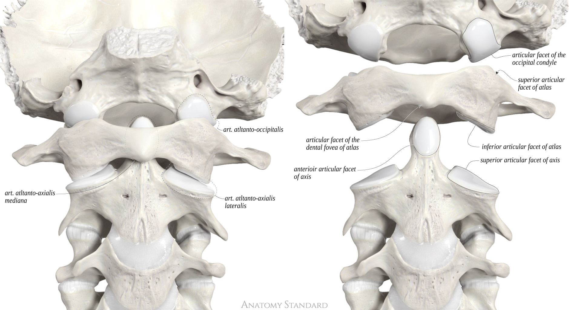 Anatomy Standard Drawing Atlanto Occipital And Atlanto Axial Joints Anterior View Latin 0460