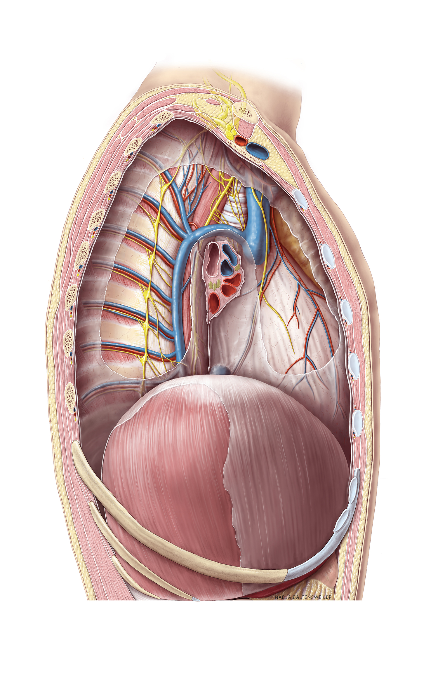 anatomical illustration of lateral view of opened thorax, lung removed