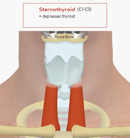 sternothyroid