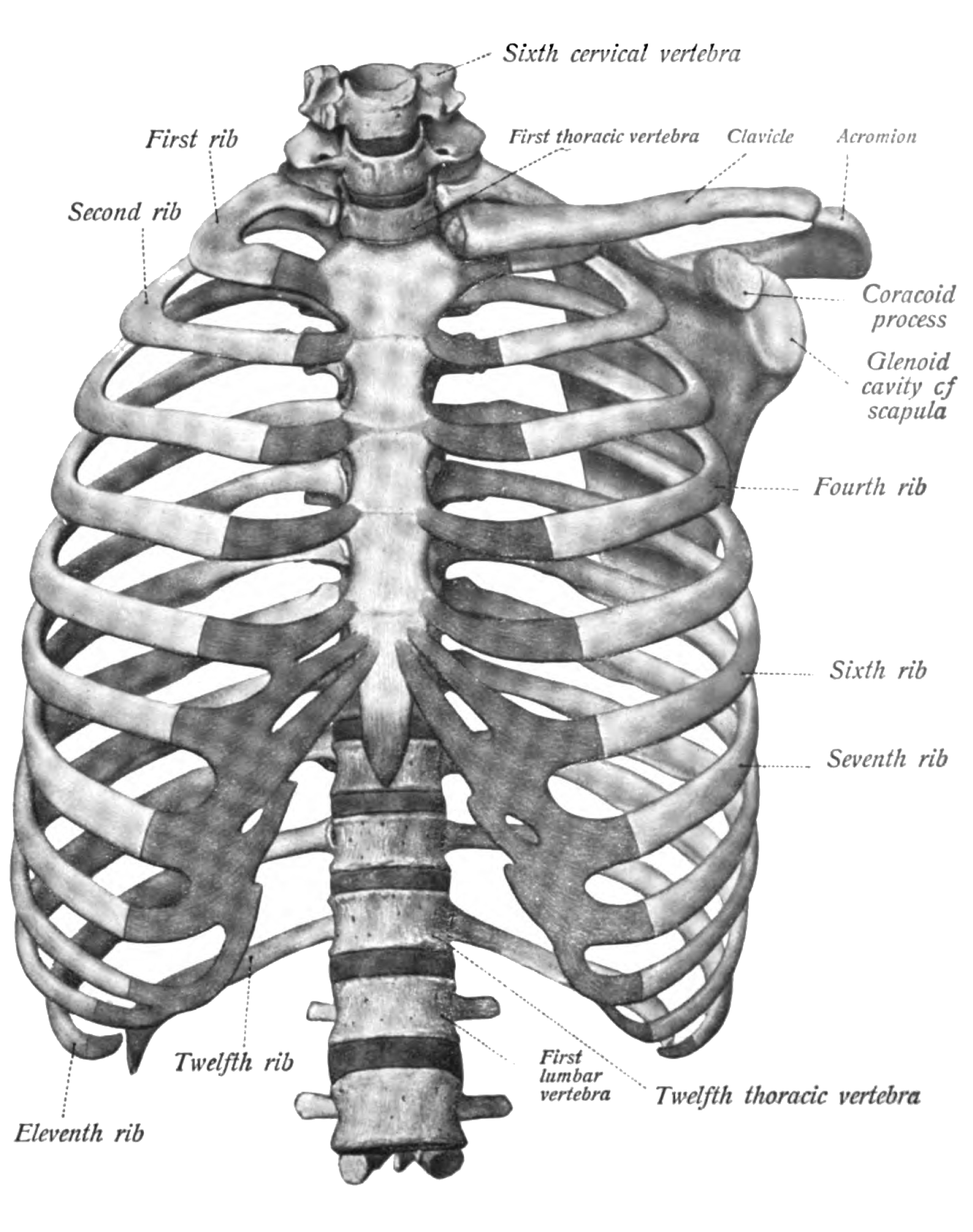 Thorax and shoulder girdle, illustration - Stock Image - C046/7606