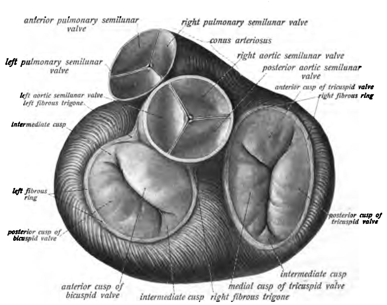 Sobotta 1906 fig.527 - valves of the heart - English Labels | AnatomyTOOL