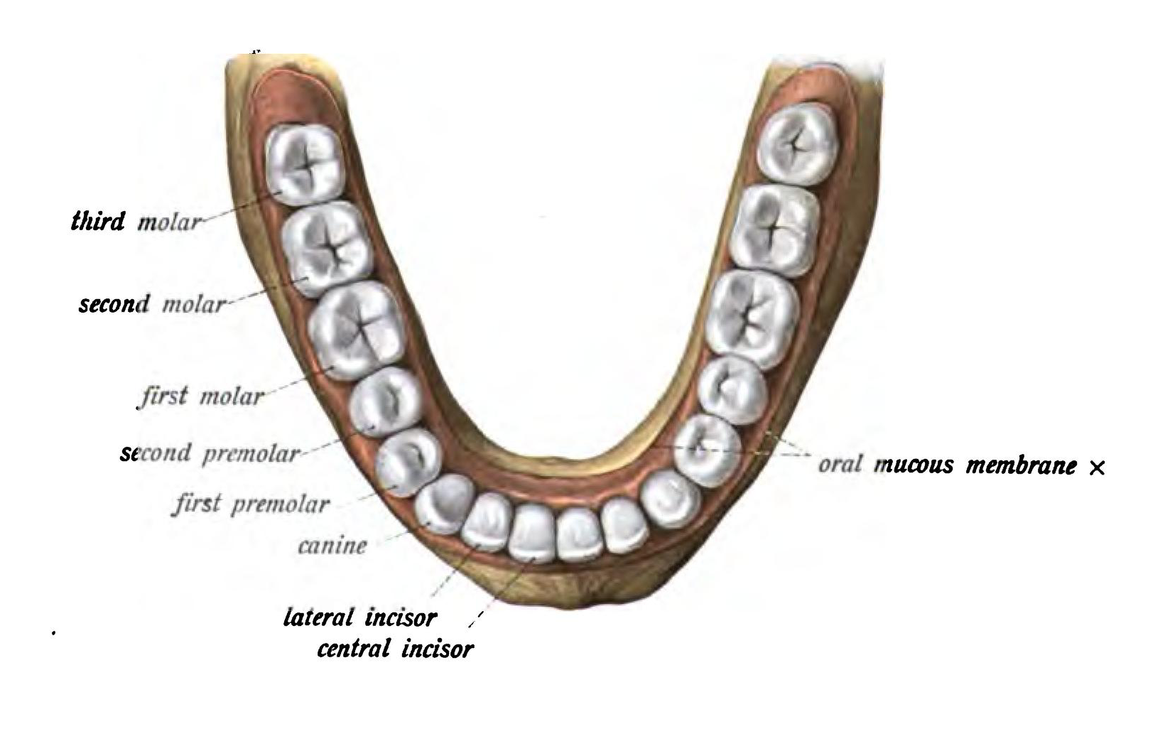 Sobotta 1906 fig.331 Inferior dental arch English labels