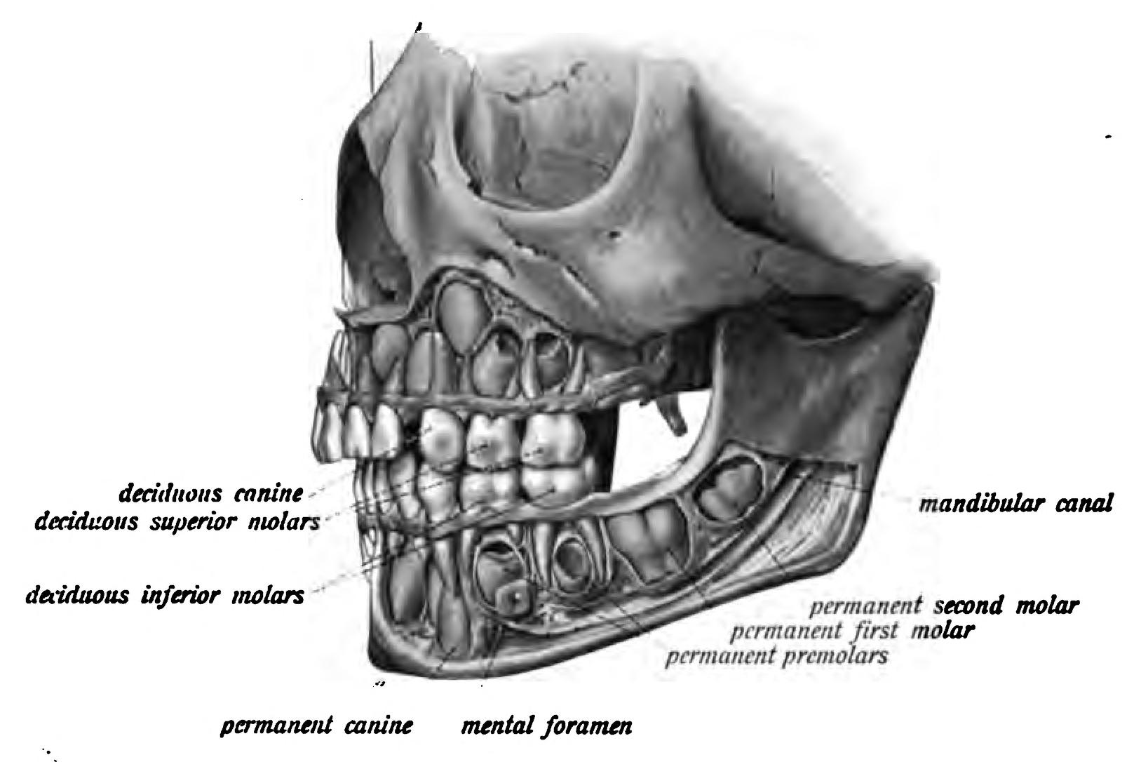 lateral view of teeth