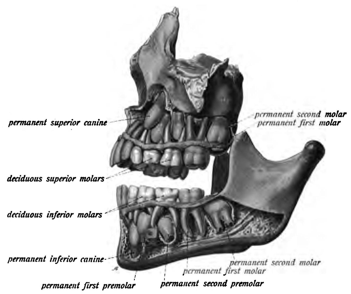 lateral view of teeth