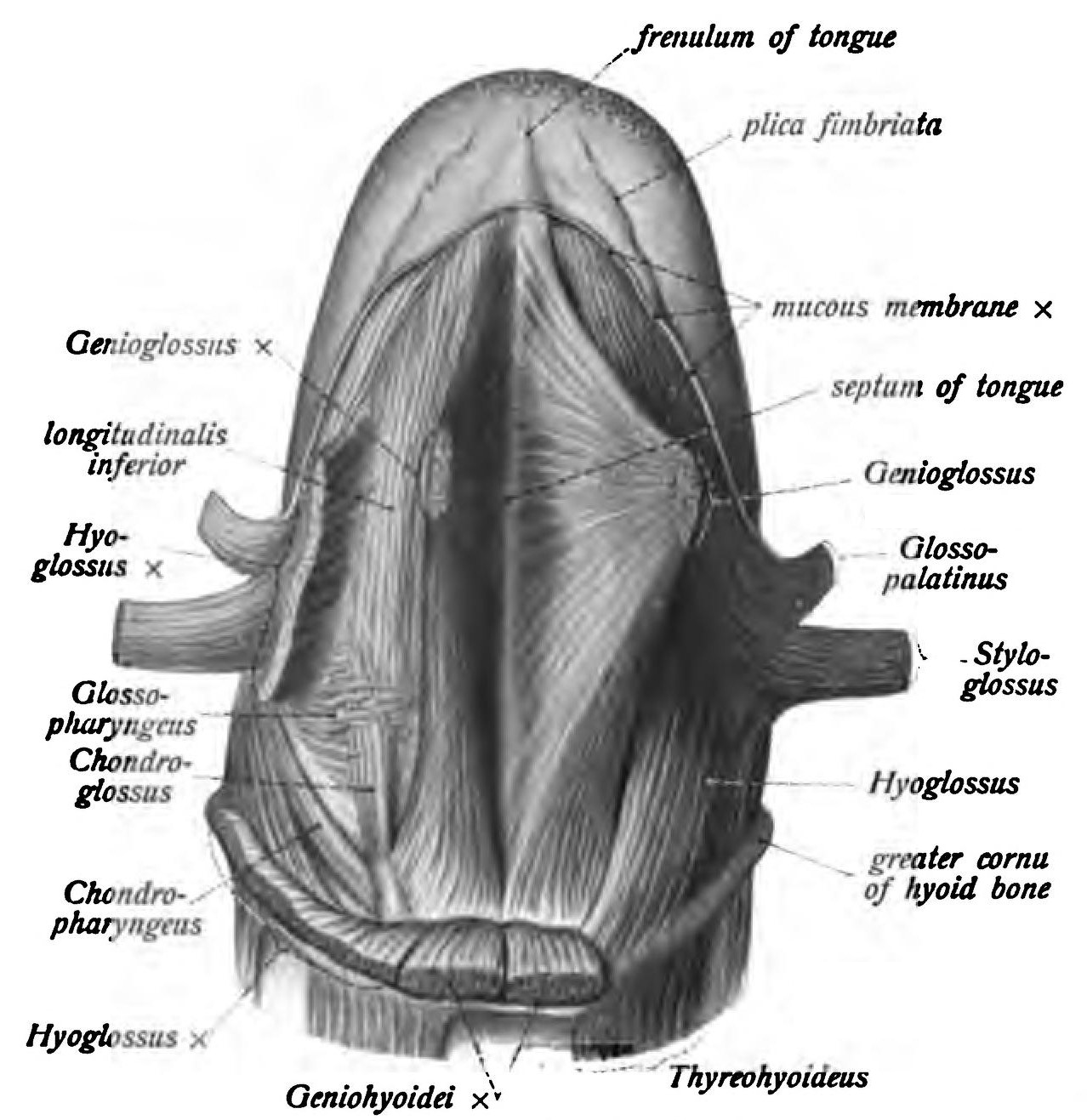chondroglossus