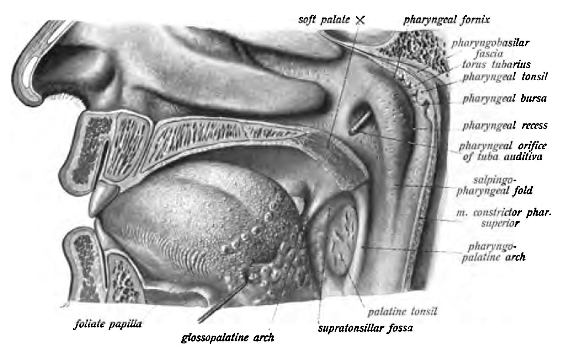 Salpingopharyngealfalte