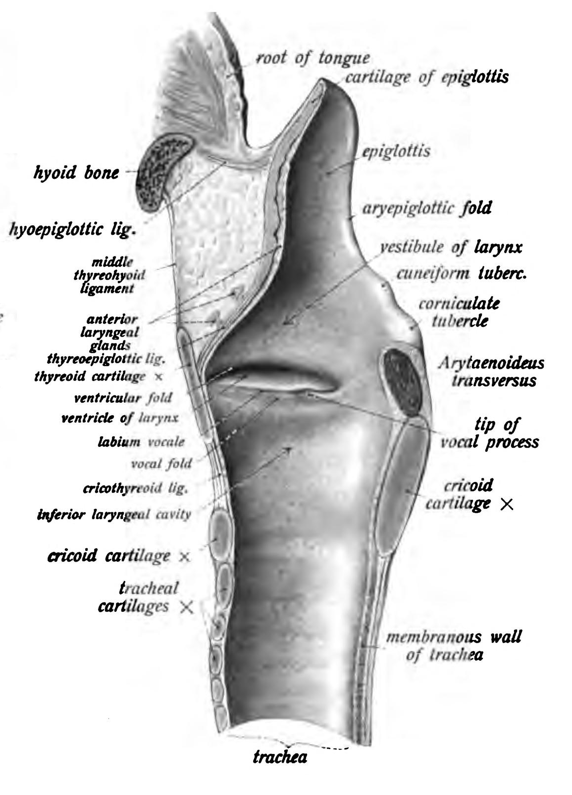 Larynx Sagittal View