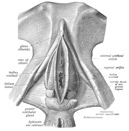 greater vestibular glands