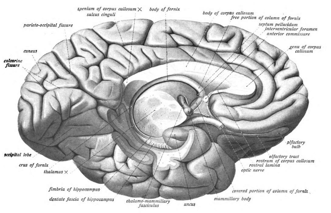 lateral fornix of brain