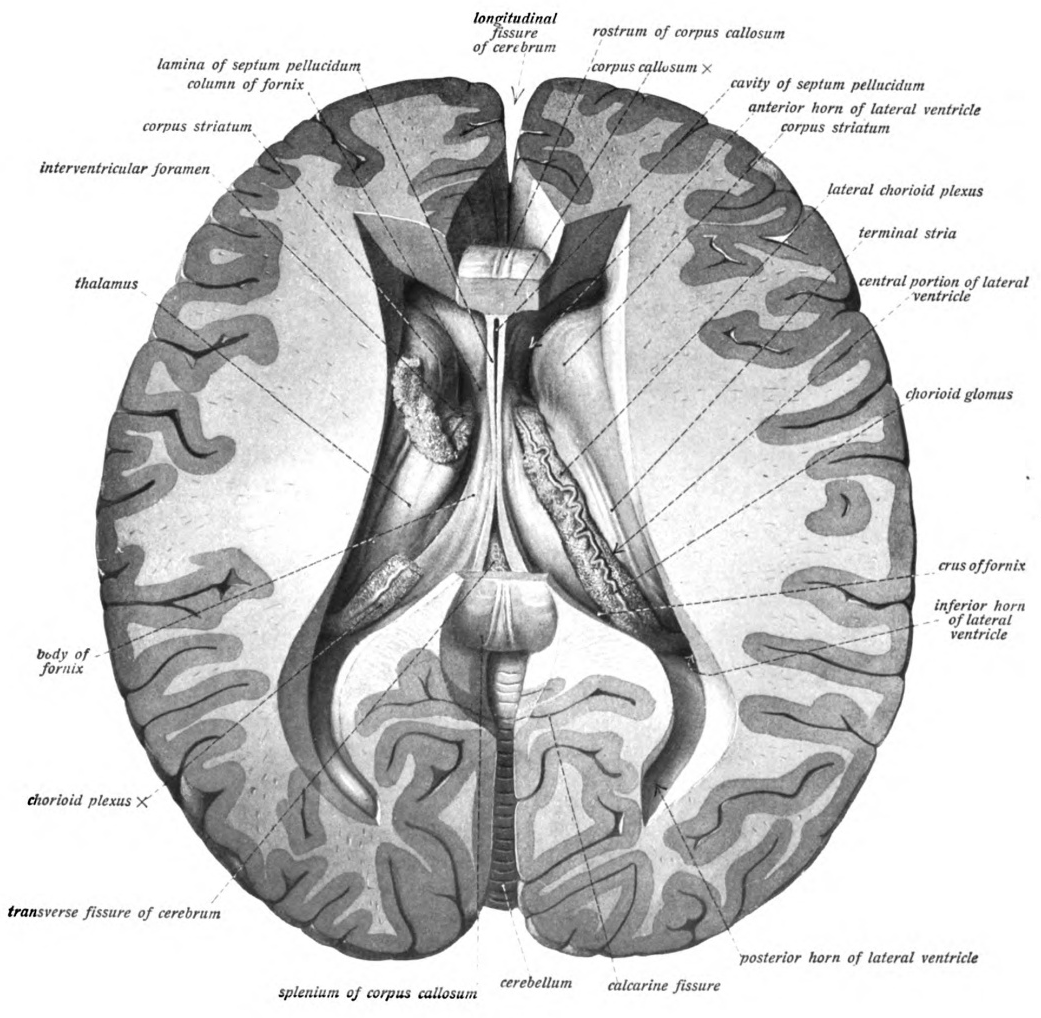 septum pellucidum and lateral ventricle
