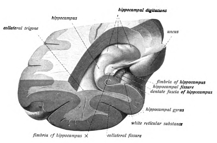 Sobotta 1909 fig.640 - Anterior temporal lobe, transverse section ...