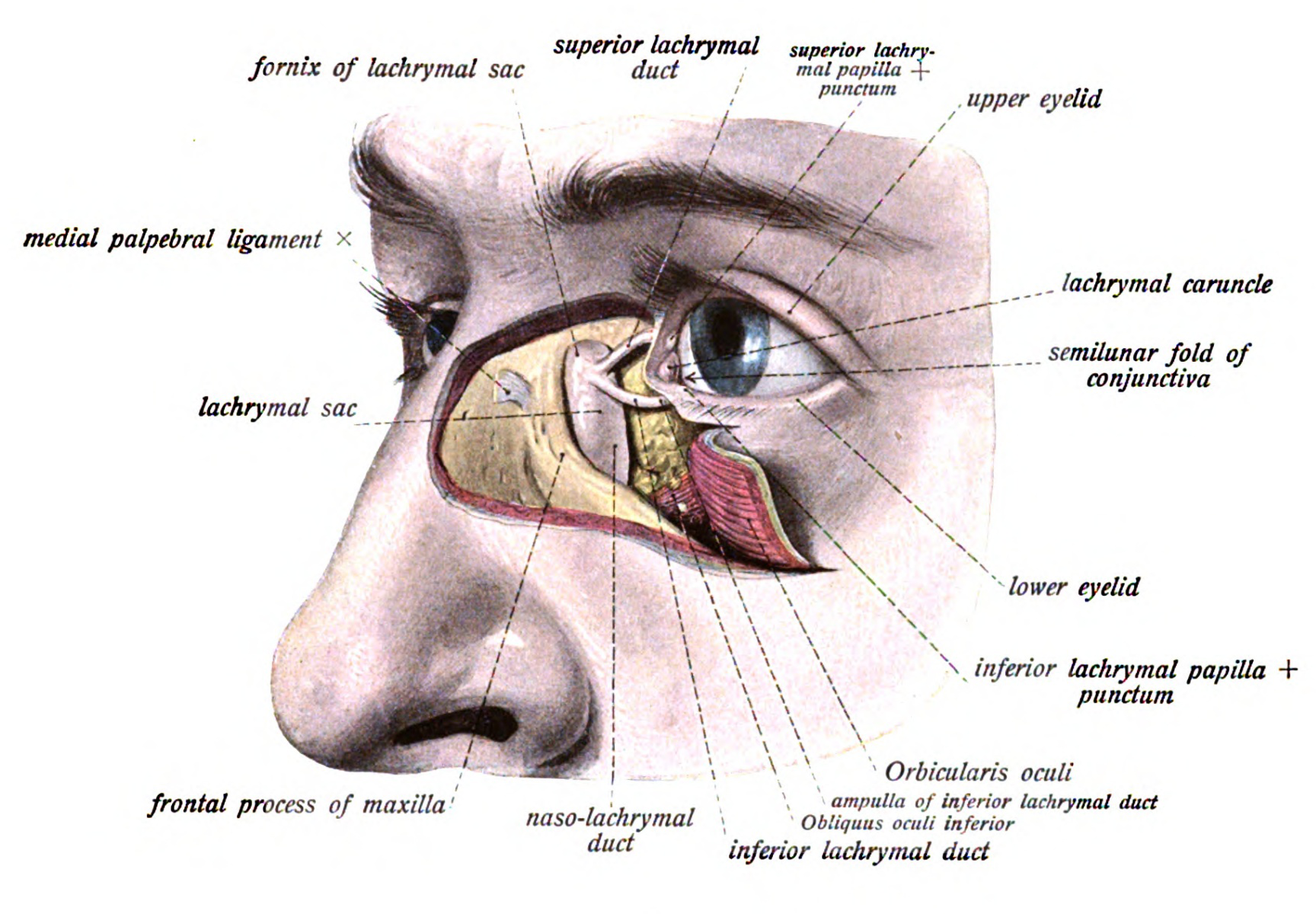 M obliquus inferior глаза
