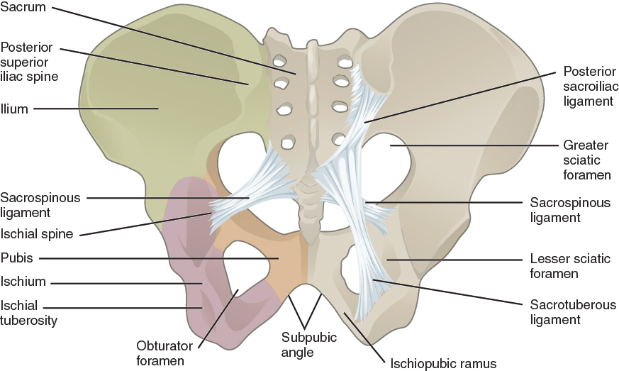 OpenStax AnatPhys fig.8.14 - Ligaments of Pelvis English labels AnatomyTOOL