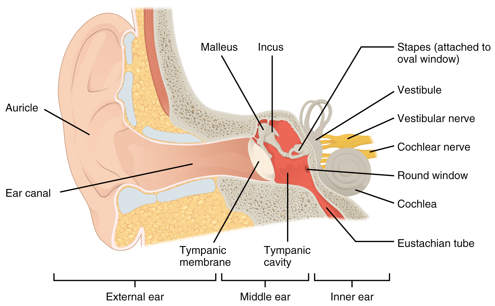 ear anatomy model labeled