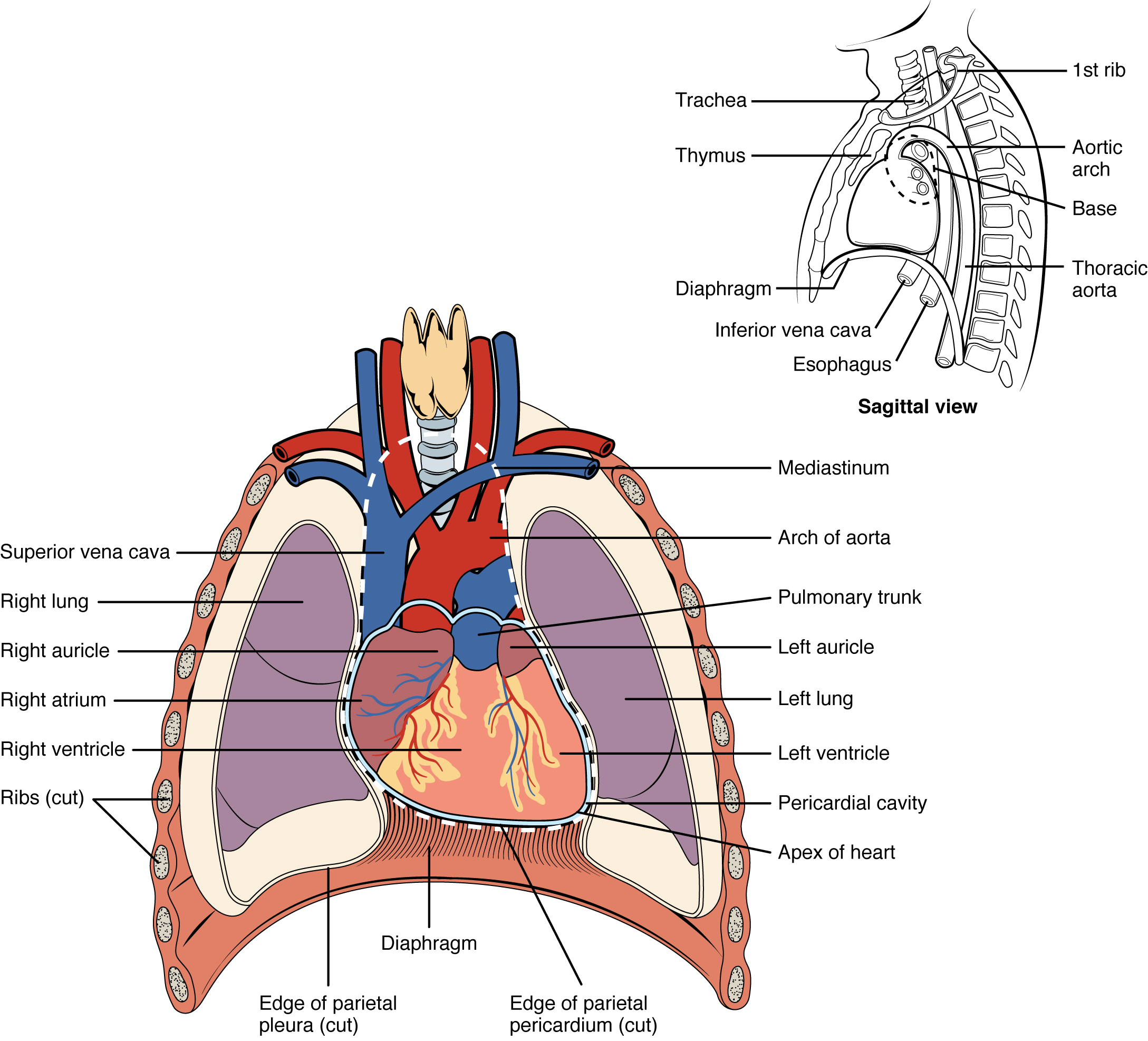 Anatomy of the chest with labels #Ad , #sponsored, #Anatomy#chest#labels