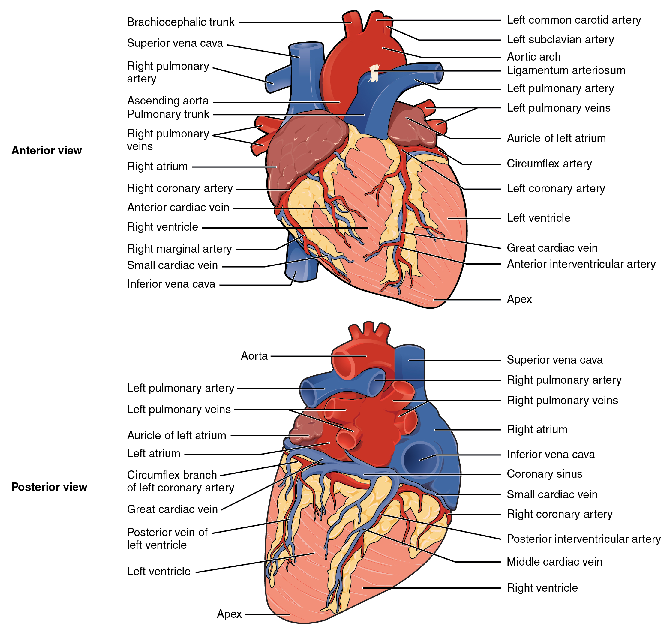 OpenStax AnatPhys Fig 19 6 Surface Anatomy Of The Heart English 