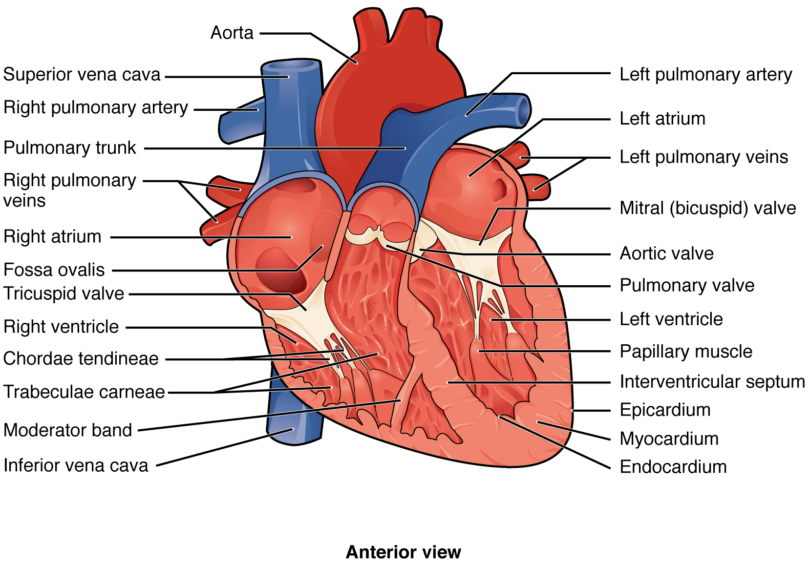 OpenStax AnatPhys fig.19.9 Internal Anatomy of the Heart English