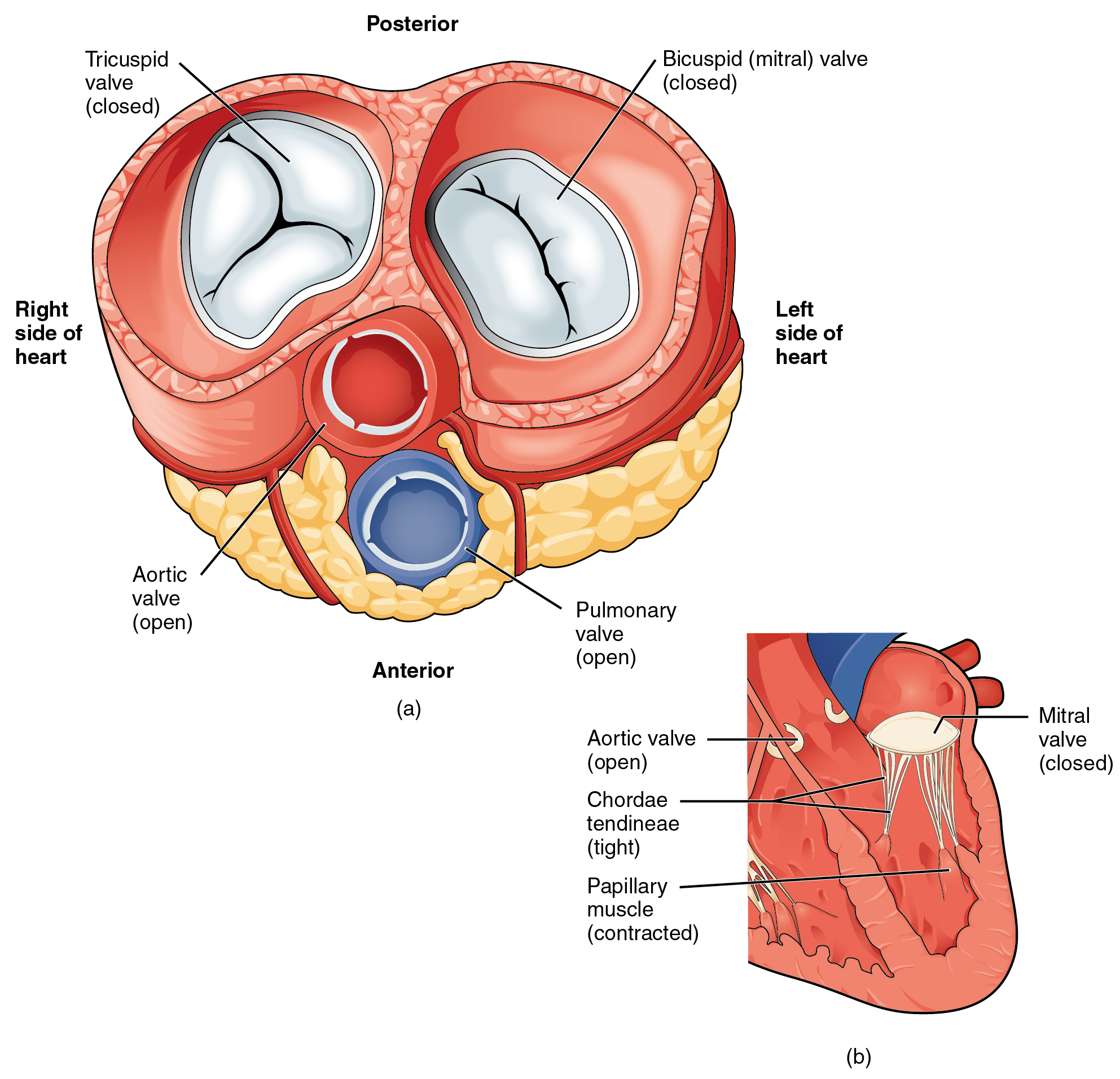 anatomy-of-industrial-valves