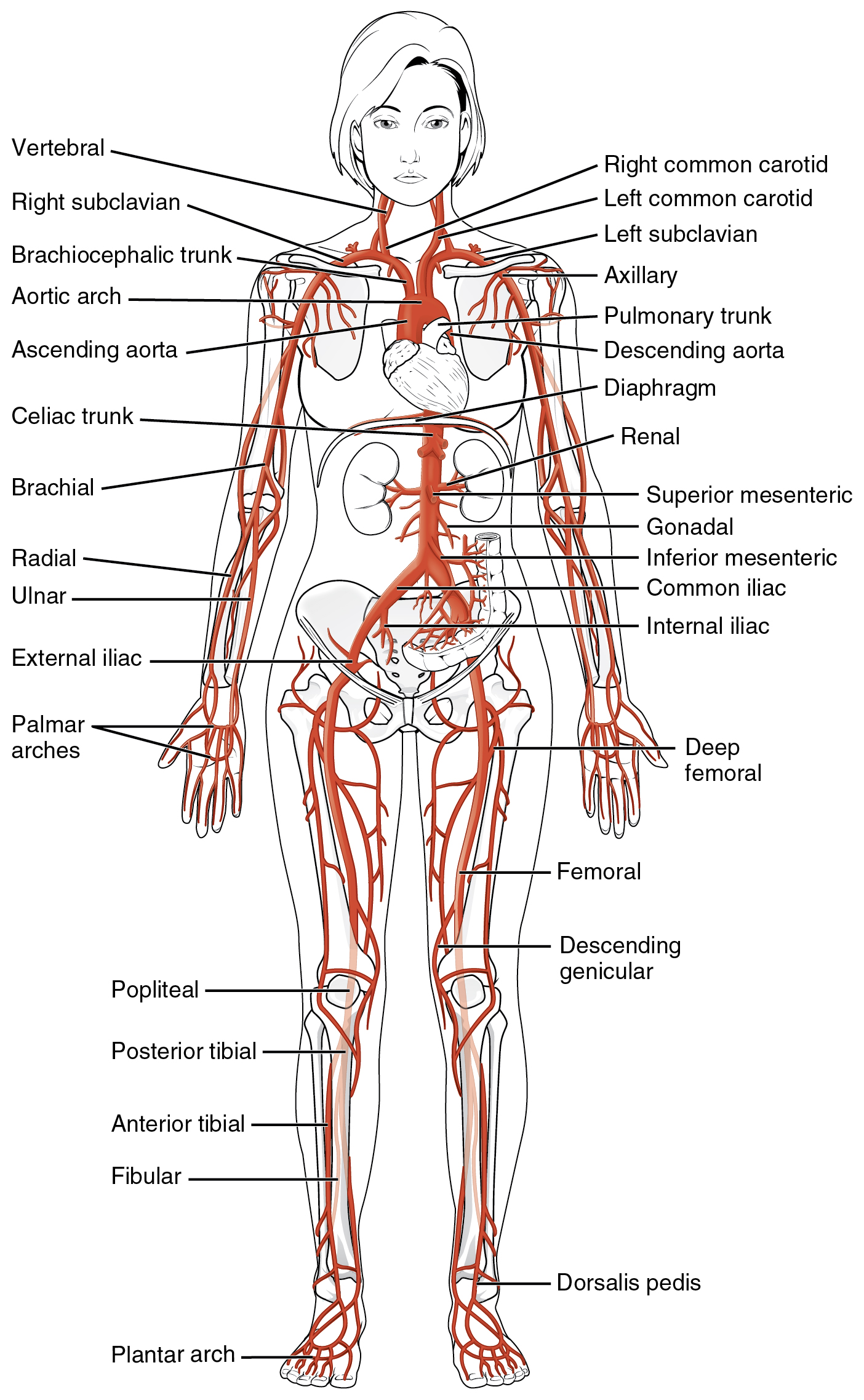 OpenStax AnatPhys fig.20.24 - Major Systemic Artery - English labels  AnatomyTOOL