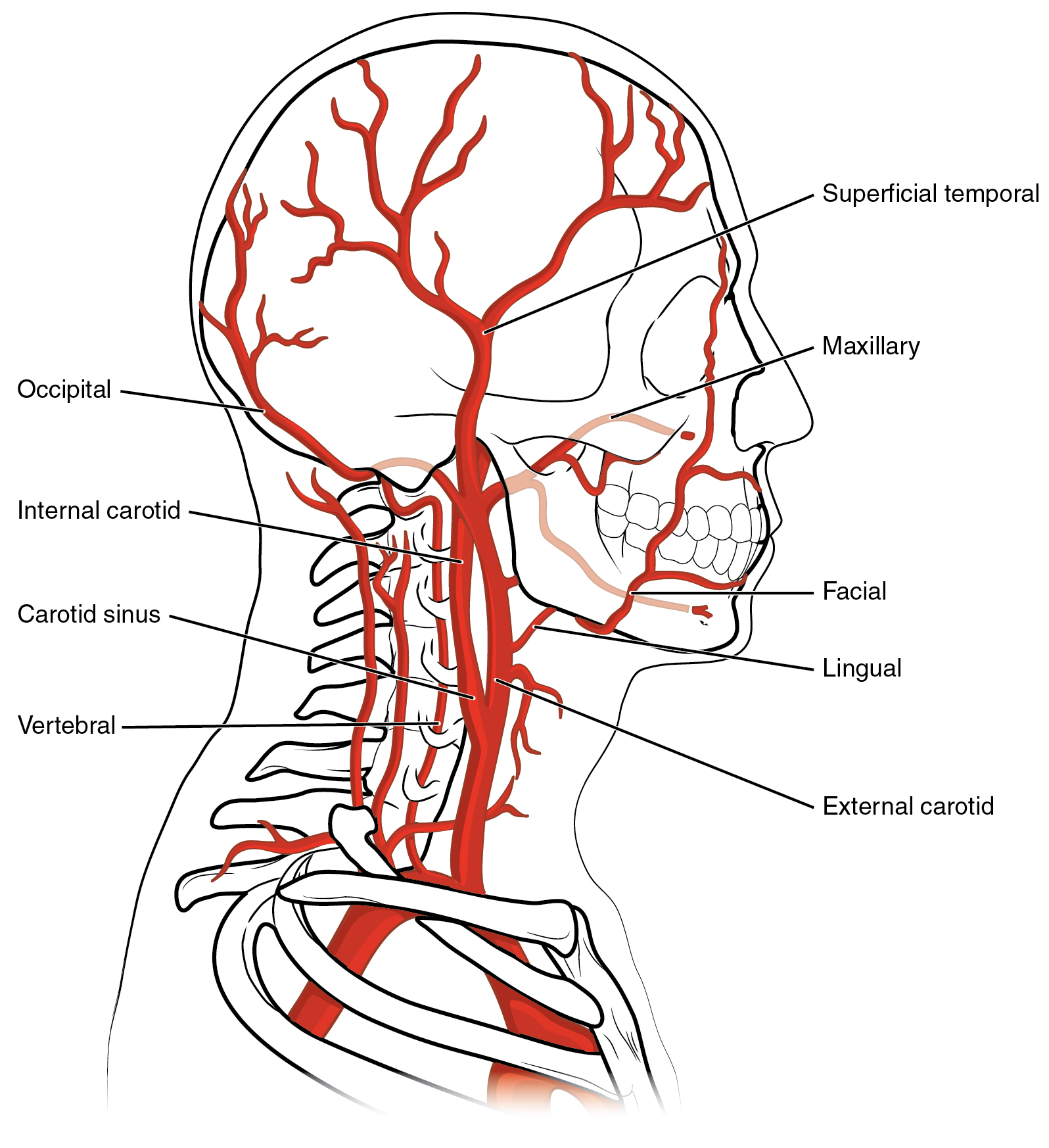 OpenStax AnatPhys fig.20.26 - Common Carotid Artery - English 