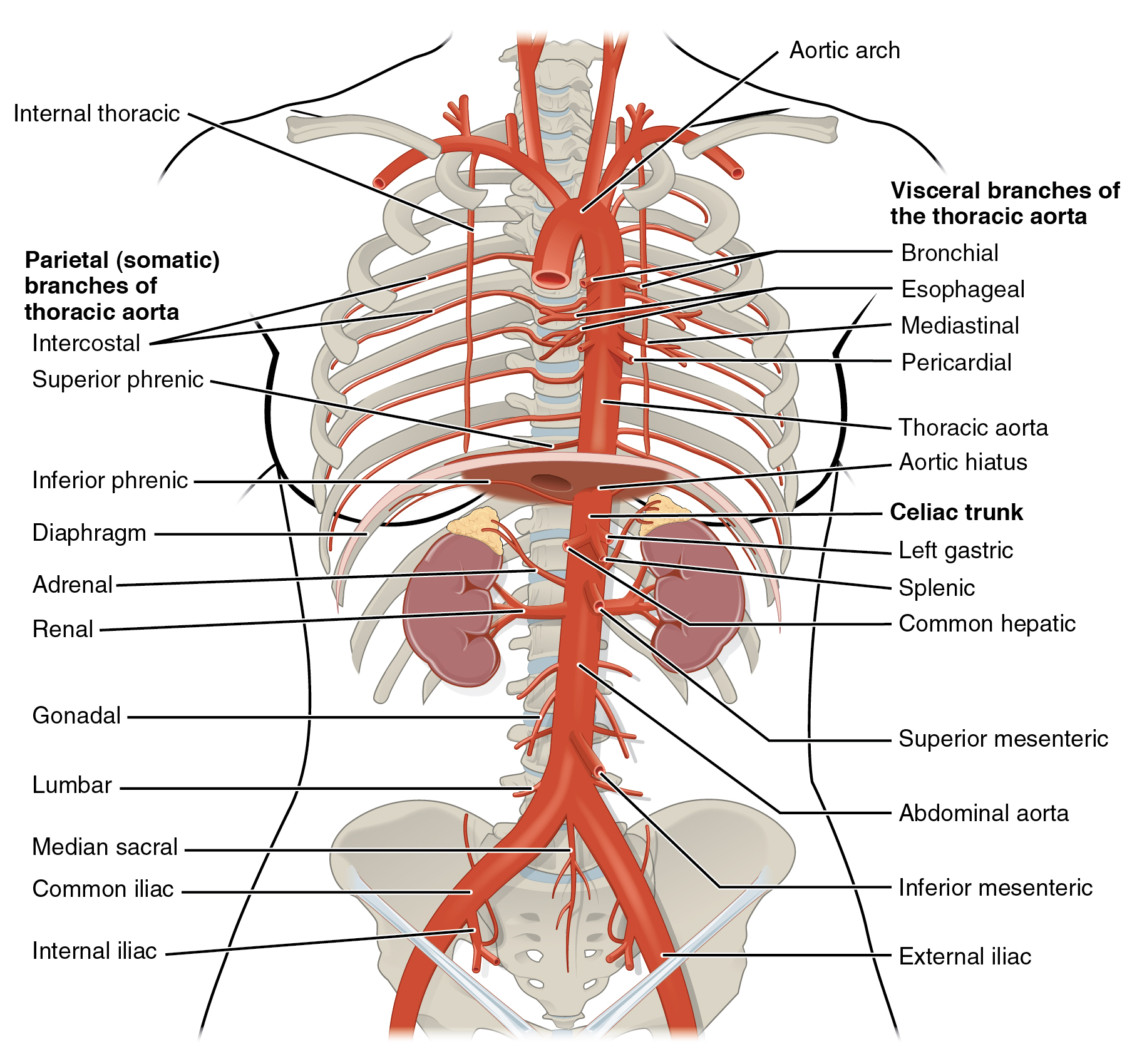 celiac-artery-and-branches-anatomy-1-proper-hepatic-grepmed