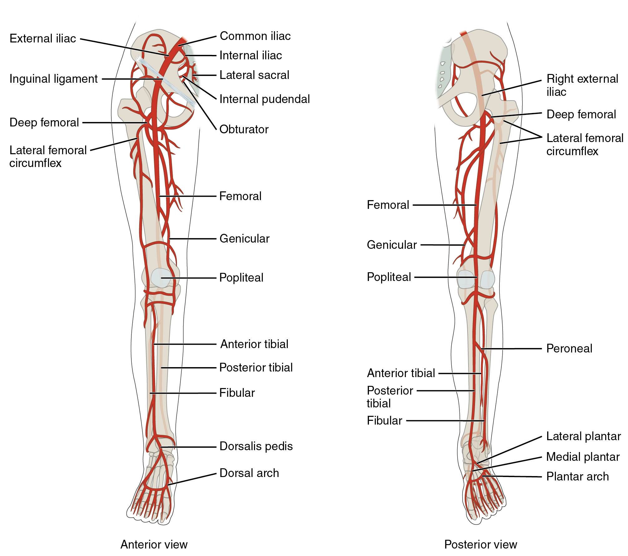 Deep Veins of the Leg - Schematic • The Blood Project