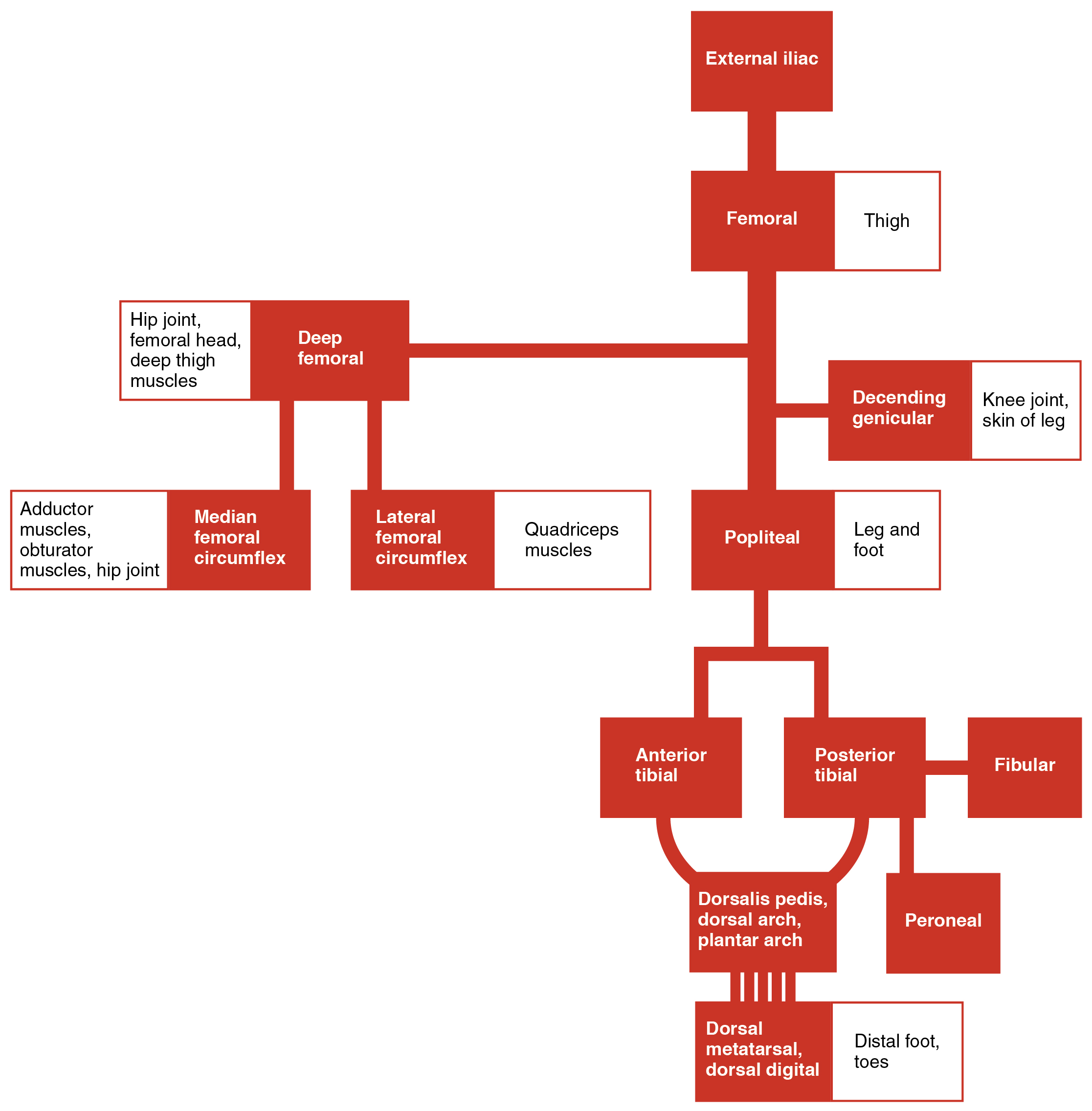 OpenStax AnatPhys fig.20.34 Lower Limb Arteries Chart English