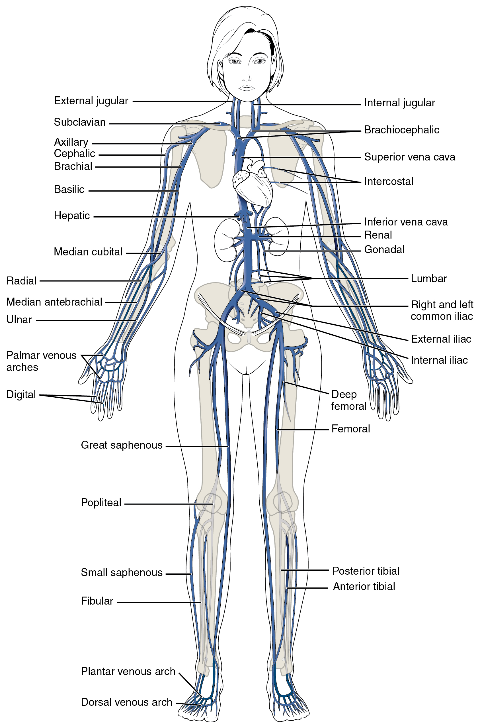 Openstax Anatphys Fig2035 Major Systematic Veins English Labels Anatomytool 4242