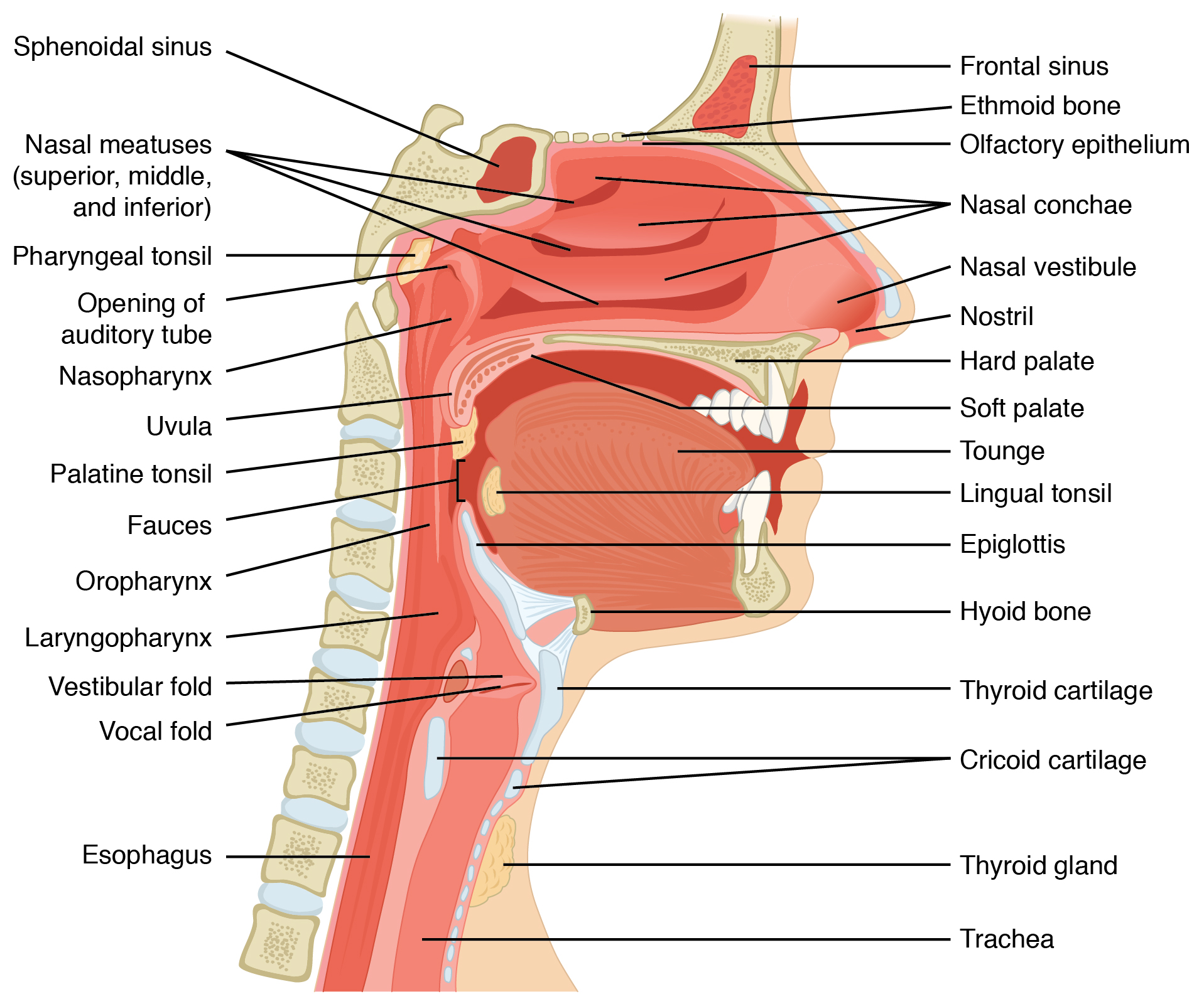 parts of the nose and label