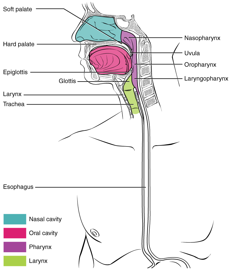 Openstax Anatphys Fig Pharynx English Labels Anatomytool