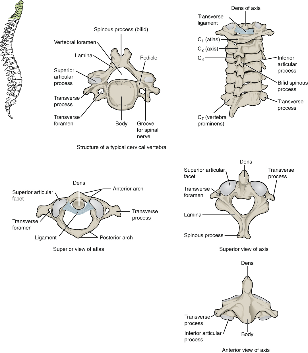 OpenStax AnatPhys fig.7.25 - Cervical Vertebrae - English labels