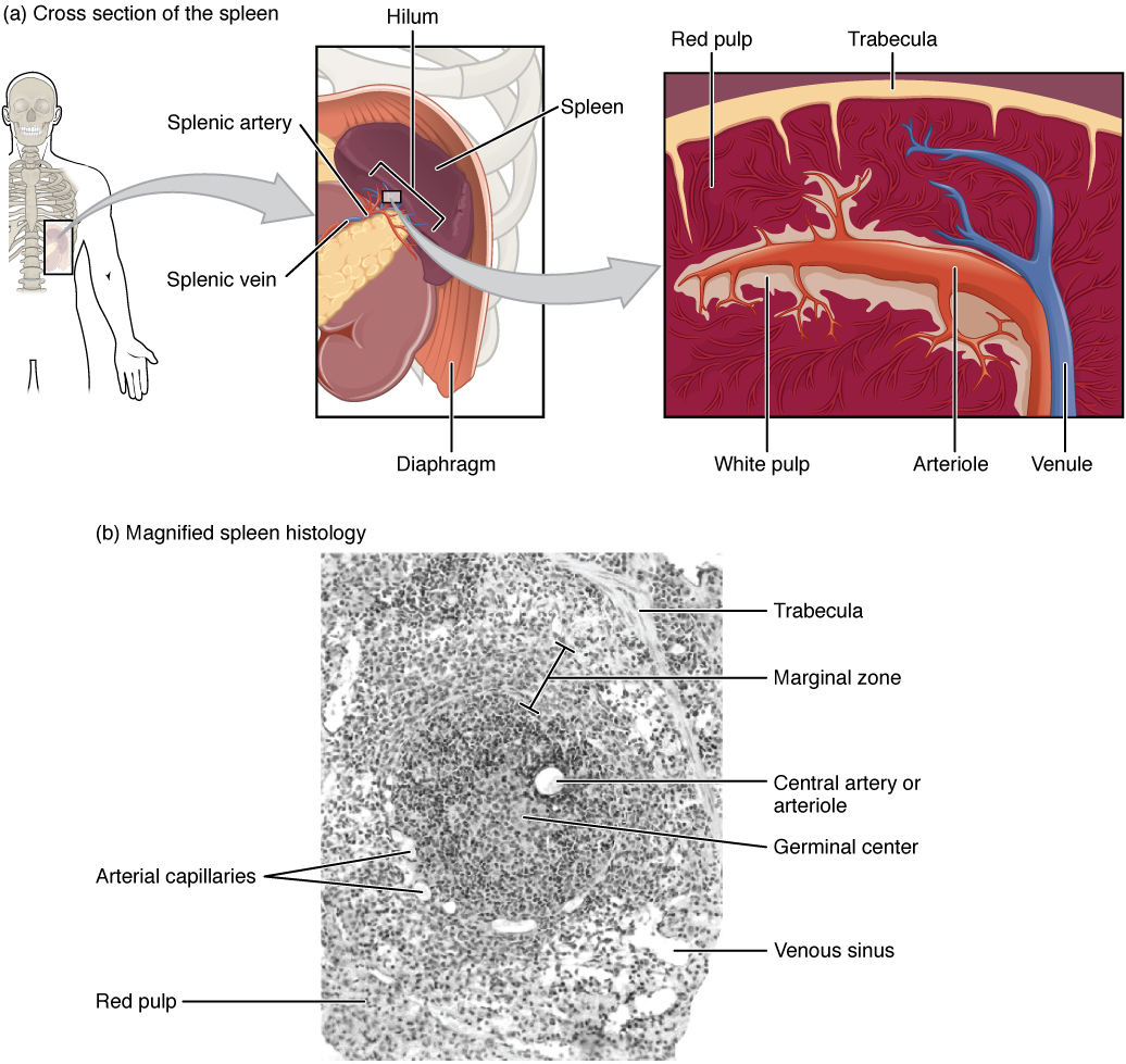 OpenStax AnatPhys fig.21.9 - Spleen - English labels | AnatomyTOOL